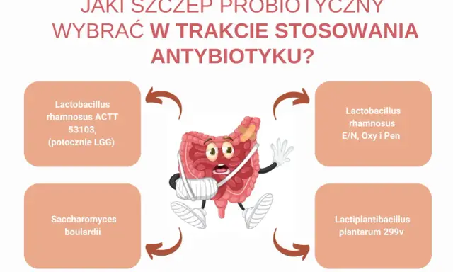 Grafika przedstawia jelita w bandażach, obok nich nazwy probiotyków, w tym Lactobacillus rhamnosus, sugerując wybór wsparcia podczas antybiotykoterapii.