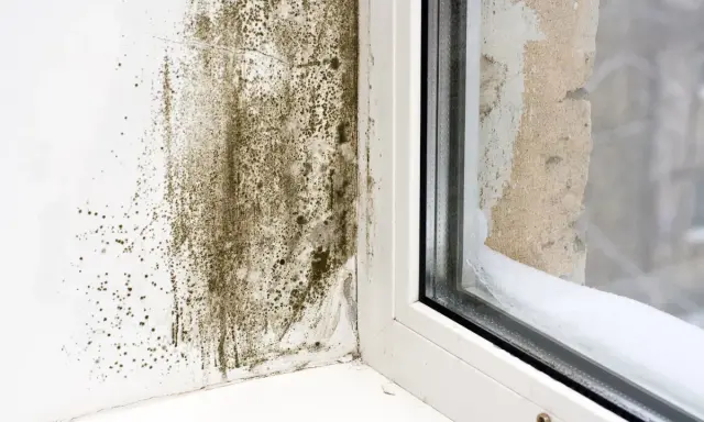 Moisissure sur un mur près d'une fenêtre, signe d'un point de rosée maison mal géré. L'humidité s'est accumulée, favorisant la croissance fongique.