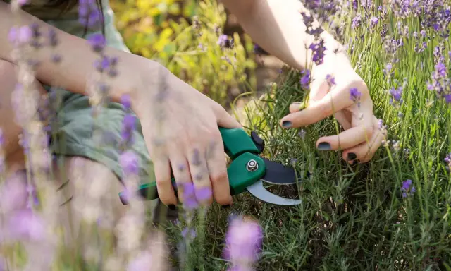 Mains coupant de la lavande avec des ciseaux verts. Les fleurs violettes et les tiges vertes sont visibles.