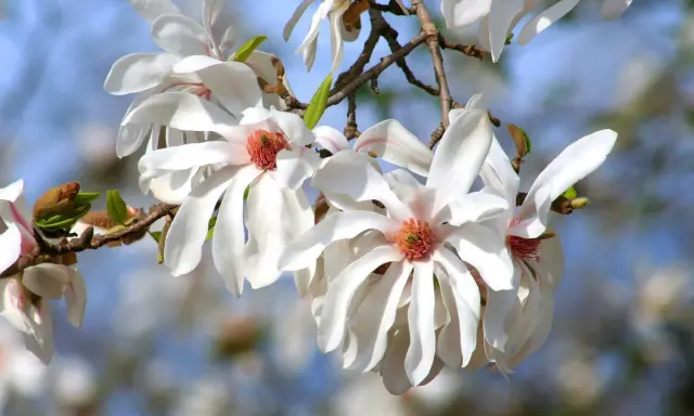 Delikatne, białe kwiaty magnolii, jedne z najpiękniejszych magnolii odmian, rozkwitają na tle błękitnego nieba.