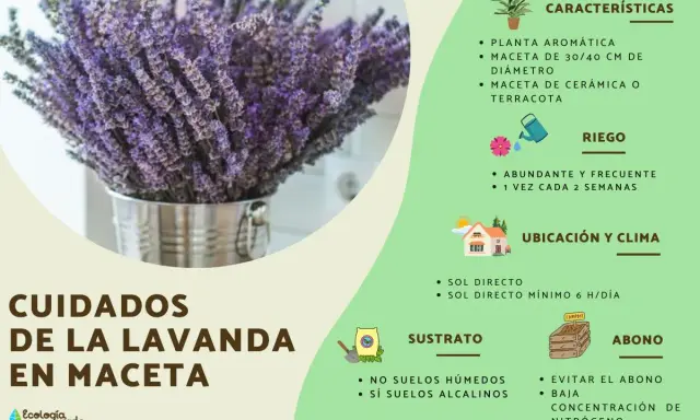 Ramo de lavanda en maceta metálica, con consejos sobre cuidados, riego, ubicación, sustrato y abono para la lavanda.