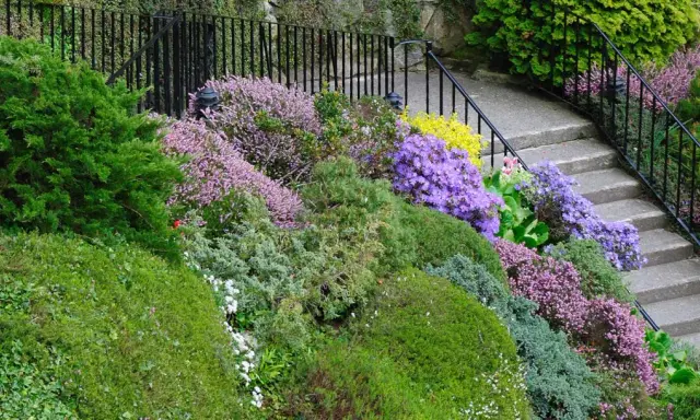 Un massif luxuriant de plantes vivaces pour massif, avec des bruyères roses, des azalées violettes et des conifères verts, bordant un escalier en pierre.