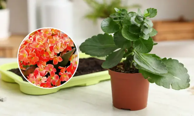 Kalanchoe jak dbać: zielona roślina w doniczce obok zbliżenia na jej pomarańczowe kwiaty.