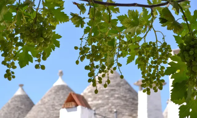 Grappoli d'uva verde pendono da un ramo, con i tetti conici dei borghi puglia sullo sfondo.