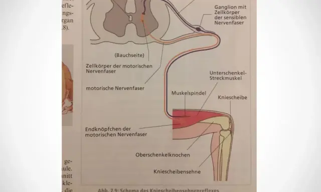 Schema des Kniescheibensehnenreflexes: Nervenbahnen vom Muskelspindel über das Rückenmark zum Streckmuskel, ein Beispiel für einen schnellen Reflex.