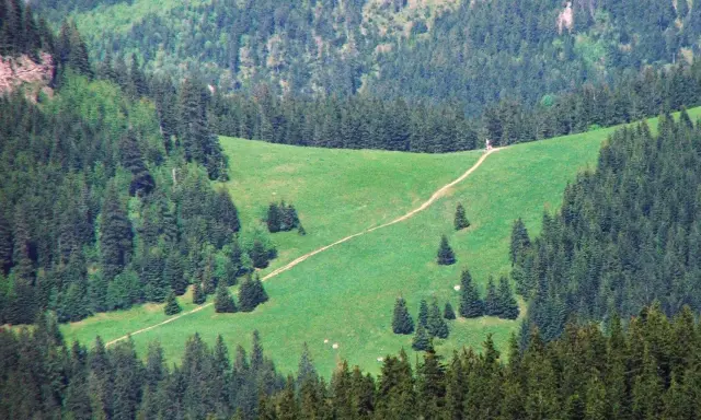 Ścieżka wijąca się przez zieloną łąkę w otoczeniu lasu iglastego w Karkonoszach.