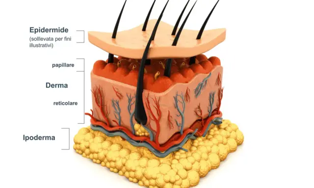 Sezione della pelle: epidermide, derma con vasi sanguigni e follicoli piliferi, e ipoderma adiposo.