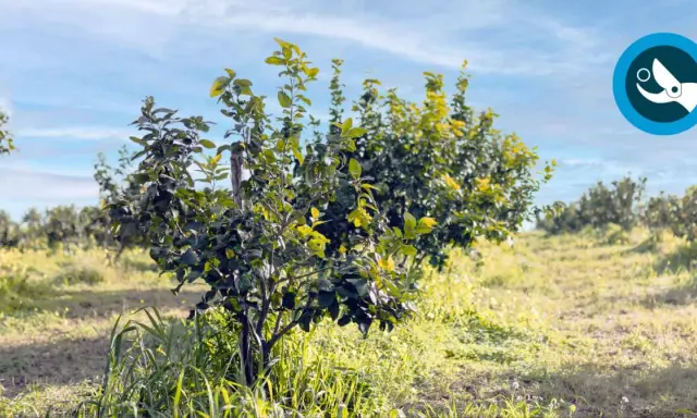 Joven limonero en un campo soleado, listo para aprender como podar un limonero y crecer fuerte.