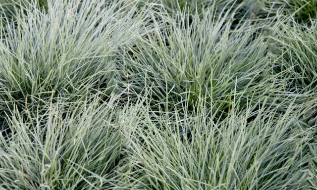 Gros plan sur des touffes de fetuque bleu, une graminée ornementale facile d'entretien, aux fines feuilles bleutées.