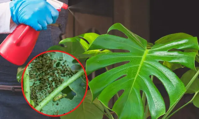 Osoba w niebieskich rękawiczkach opryskuje monstera, na której liściach widać skupiska wciornastków.