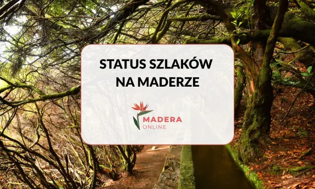Sprawdź, czy szlaki turystyczne są otwarte na Maderze. Zdjęcie przedstawia ścieżkę wśród bujnej, mszystej roślinności.