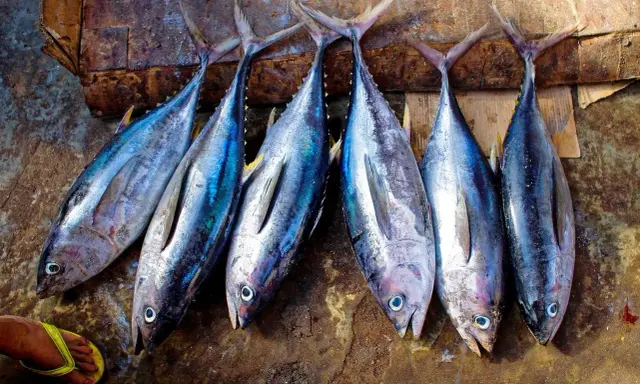 Sei tonni rossi freschi, con riflessi blu e gialli, adagiati su un piano di legno grezzo.
