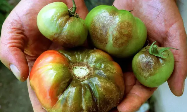 Hände halten grüne und rote Tomaten mit braunen Flecken, Anzeichen von Phytophthora an Tomaten.