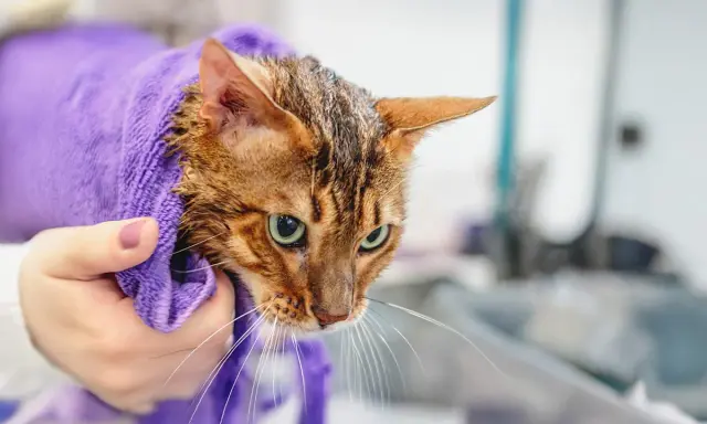 En blöt bengaliskatt, insvept i en lila handduk, ser lite skeptisk ut efter sitt bada.
