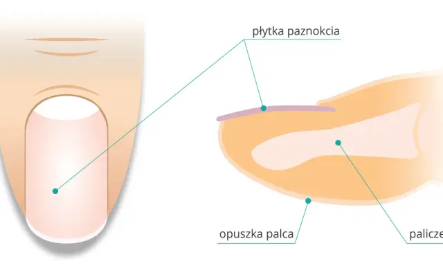 Przekrój palca z widoczną płytką paznokcia i opuszkiem. Paznokieć to wytwór naskórka chroniący paliczek.