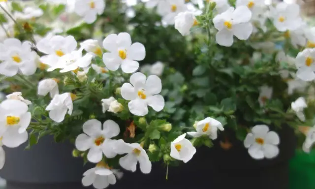 Un tapis de petites fleurs blanches, comme une **bacopa fleur**, décore un pot. Leurs cœurs jaunes apportent une touche de lumière.