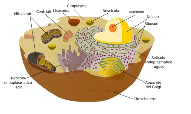 Diagramma di una cellula animale con organelli come mitocondri, nucleo e reticolo endoplasmatico. Il nucleo, con il suo nucleolo, è una parte vitale della cellula.