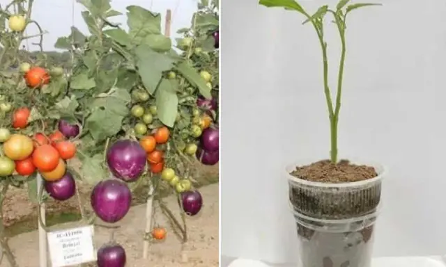 Comparaison : une plante aubergine mature et fruitée à gauche, et un jeune plant d'aubergine à droite.