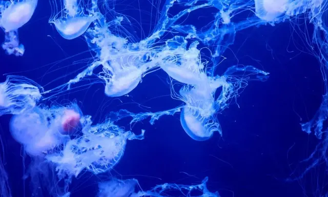 Un gruppo di meduse gigantesche fluttua nell'oscurità blu, con i loro tentacoli luminosi che si estendono.