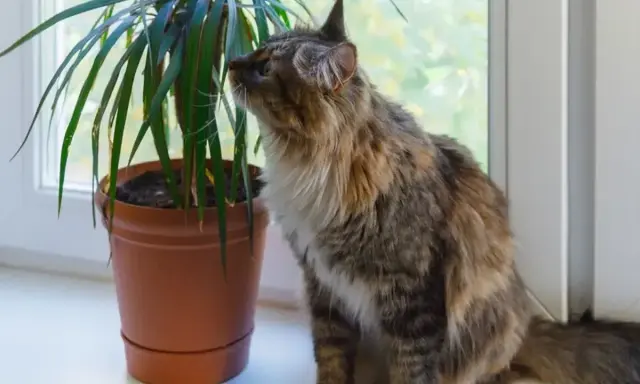 Puszysty kotek z zaciekawieniem wącha liście draceny na parapecie.