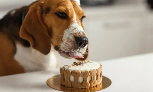 Un beagle porte un chapeau de fête et lèche un délicieux gâteau pour chien orné d'os en biscuit.