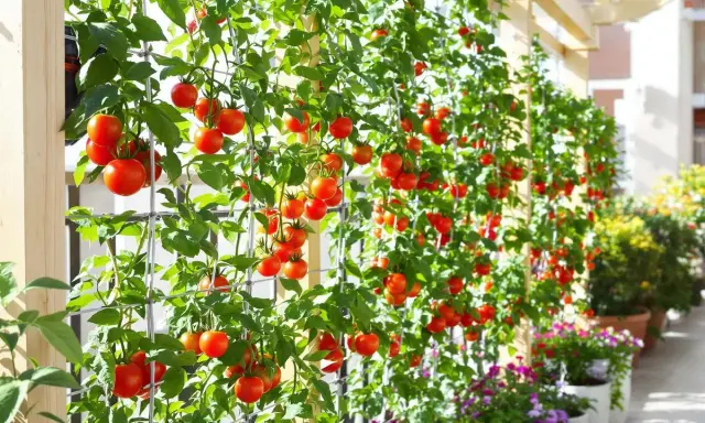 Des tomates sans tuteur grimpent sur un treillage, leurs grappes rouges éclatantes contrastant avec le feuillage vert luxuriant.