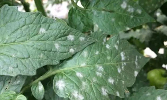 Hojas de tomate con manchas blancas, indicando posible oídio.