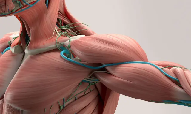 Anatomia barku i szyi z widocznymi mięśniami, naczyniami krwionośnymi i limfatycznymi. Widać gęstą sieć tkanki łącznej, czyli powięź, otaczającą struktury.