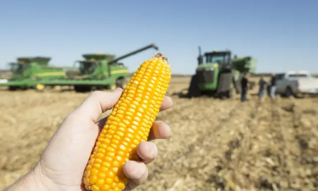A hand holds a ripe ear of corn, with harvesters and tractors in the background, hinting at the current price per bushel of corn.