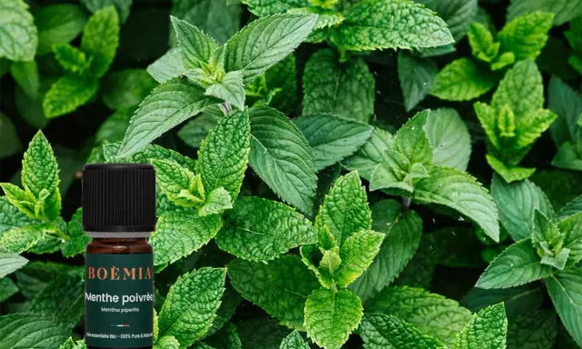 Flacon d'huile essentielle de menthe poivrée bio, entouré de feuilles de menthe fraîche. Attention, la menthe poivrée danger si mal utilisée.