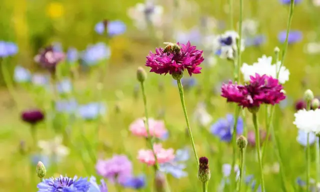 Une abeille solitaire butine une fleur rose vif au milieu d'un champ de fleurs sauvages bleues, roses et blanches.