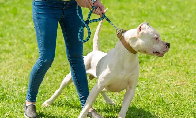 Un chien blanc sur une laisse, visiblement effrayé, se tient sur l'herbe. Mon chien a peur de tout dans la rue, il est si anxieux.