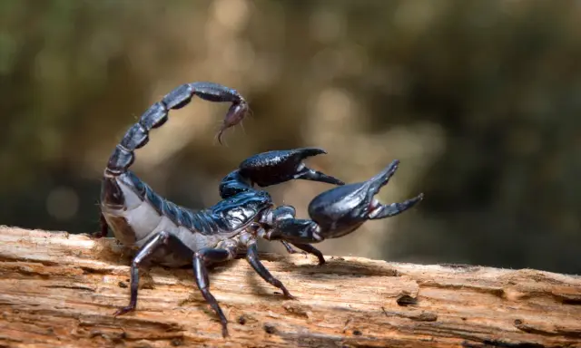 Czarny skorpion na drewnie, jakby czytał swój skorpion horoskop miłosny.