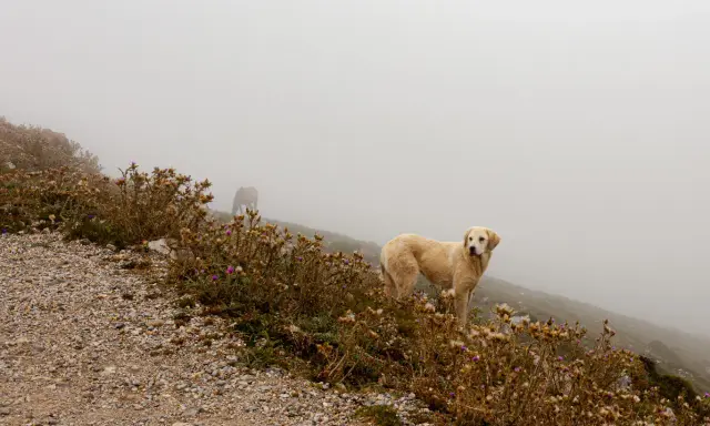 Perro dorado y caballo en la niebla. La imagen necesita mejorar nitidez foto para apreciar los detalles del paisaje y los animales.