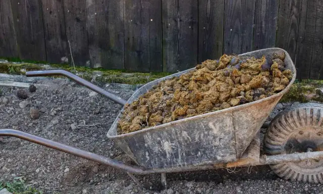 Brouette remplie de fumier de cheval, prête à fertiliser le jardin.