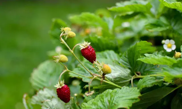 Två röda smultron hänger från en gren, omgivna av gröna blad och omogna bär. Snart är det dags att plantera smultron för sommaren.