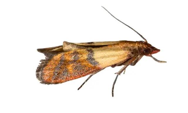A close-up of an angoumois grain moth with intricate wing patterns.
