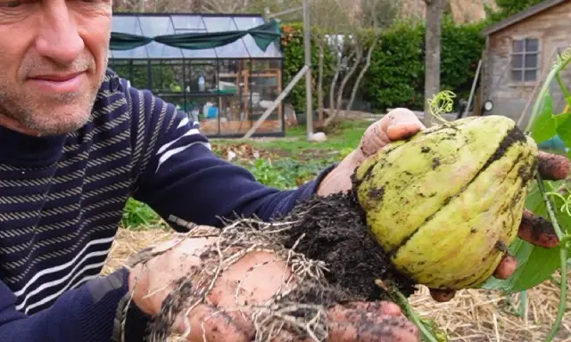 Un jardinier montre une chayotte fraîchement récoltée, avec ses racines encore terreuses. La culture de chayotte est une passion.