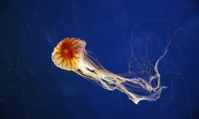 Una medusa striata, con tentacoli lunghi e sottili, fluttua nel blu profondo.