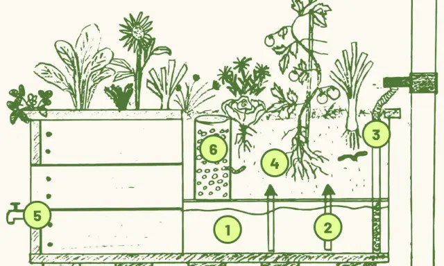 Schéma d'un bac de culture hors-sol, un "wicking bed", montrant le réservoir d'eau (1, 2), le trop-plein (3), les racines des plantes (4), le robinet de vidange (5) et le tube d'arrosage (6).