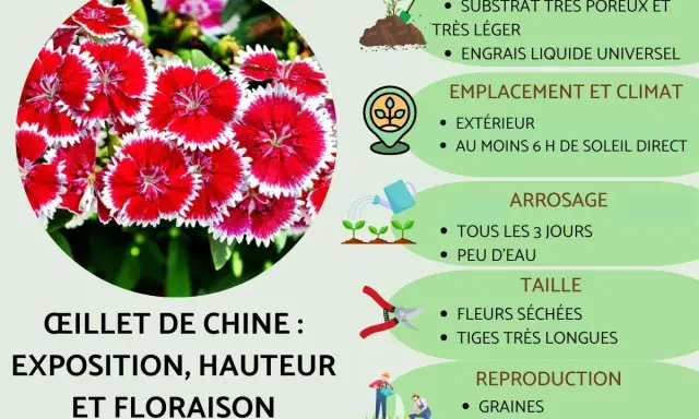 Gros plan sur des œillets de Chine aux pétales rouges et blancs, avec des conseils de culture : substrat, emplacement, arrosage, taille et reproduction.
