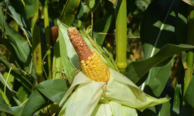A ripe ear of corn, half yellow and half brown, peeks from its husks amidst the lush green stalks of a block planting cornfield.