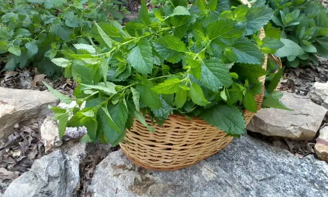 A basket overflows with freshly harvested lemon balm leaves, ready for tea or culinary use.