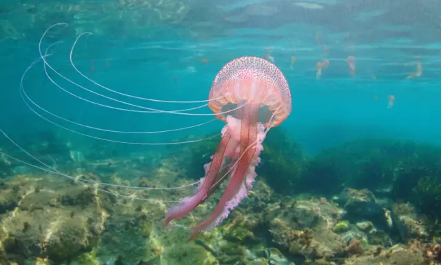 Una grande medusa rosa fluttua in acque limpide, con lunghi tentacoli che si estendono.