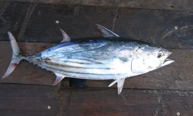 A fresh skipjack tuna lies on a dark wooden surface.