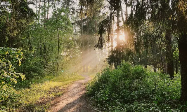 Solstrålar bryter igenom trädkronorna på en stig vid Hellasgården Stockholm.