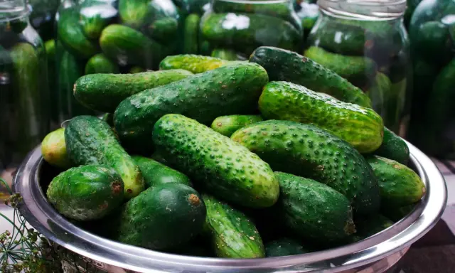 Frische Gurken in einem Metallbehälter, bereit für das Gurken einlegen Rezept. Im Hintergrund stehen viele Einmachgläser.