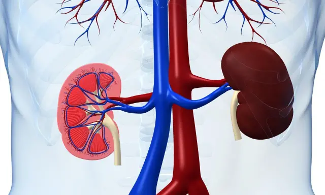 Anatomia nerek z widocznym przekrojem, ukazująca naczynia krwionośne. W tle zarys tułowia, sugerujący lokalizację narządów. Obraz może ilustrować problemy zdrowotne, jak rak brodawkowaty nerki.