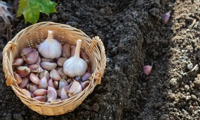 Koszyk z główkami czosnku i ząbkami gotowymi do sadzenia na wiosnę. Widać kilka ząbków już w ziemi.