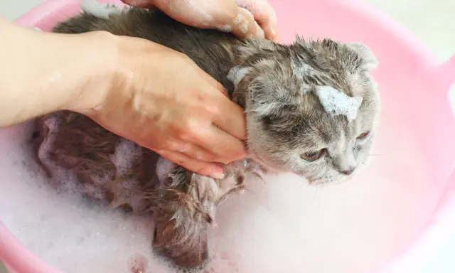 En person tvättar en grå katt i ett rosa badkar. Frågan "hur ofta ska man bada en katt" dyker upp när man ser detta.